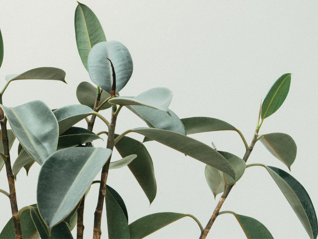 [Science News] Plants screams when stressed